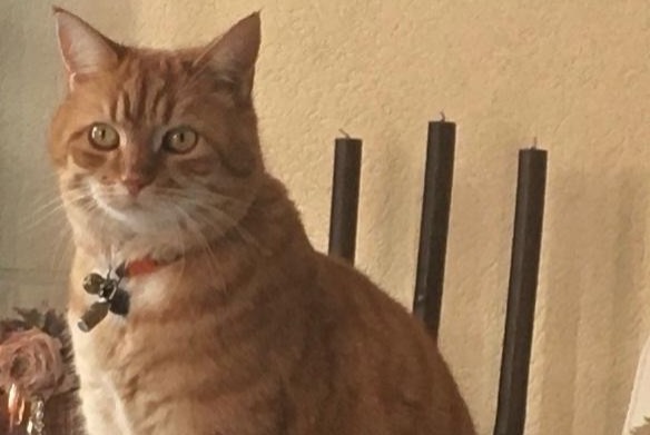 Disappearance alert Cat  Female , 9 years Blonay - Saint-Légier Switzerland