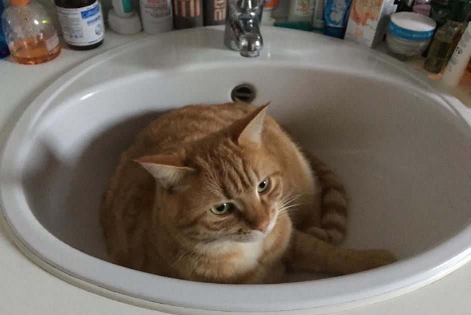 Disappearance alert Cat  Female , 9 years Blonay - Saint-Légier Switzerland