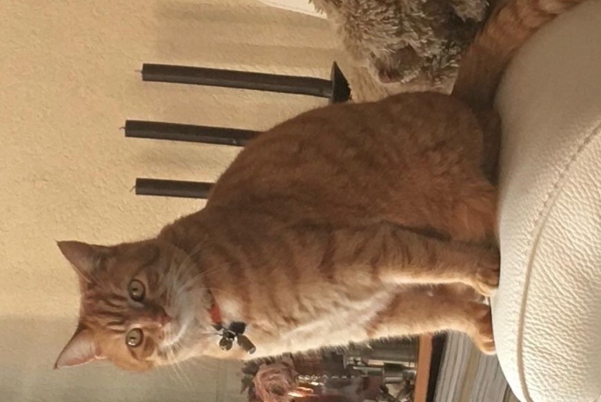 Disappearance alert Cat  Female , 9 years Blonay - Saint-Légier Switzerland