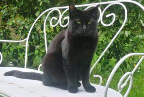 Disappearance alert Cat miscegenation  Female , 4 years Chardonne Switzerland