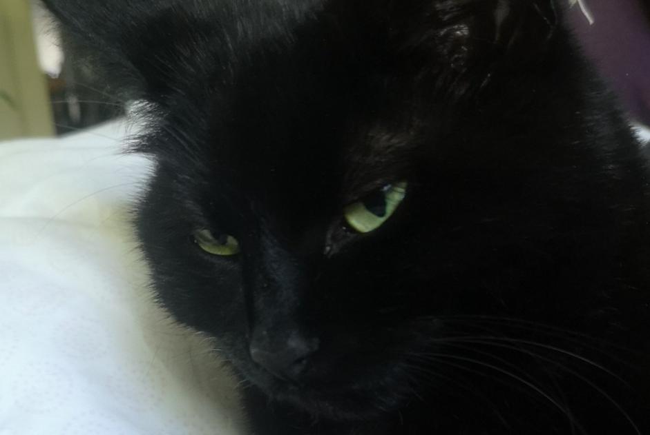 Disappearance alert Cat miscegenation  Female , 4 years Chardonne Switzerland