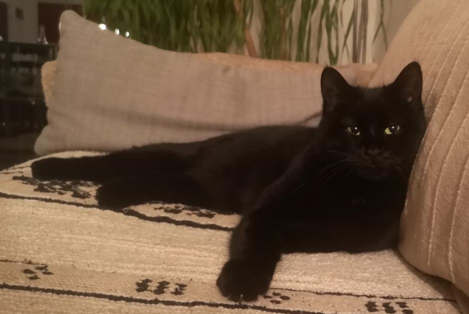 Disappearance alert Cat miscegenation  Female , 4 years Chardonne Switzerland