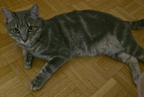 Disappearance alert Cat miscegenation  Female , 1 years Le Grand-Saconnex Switzerland