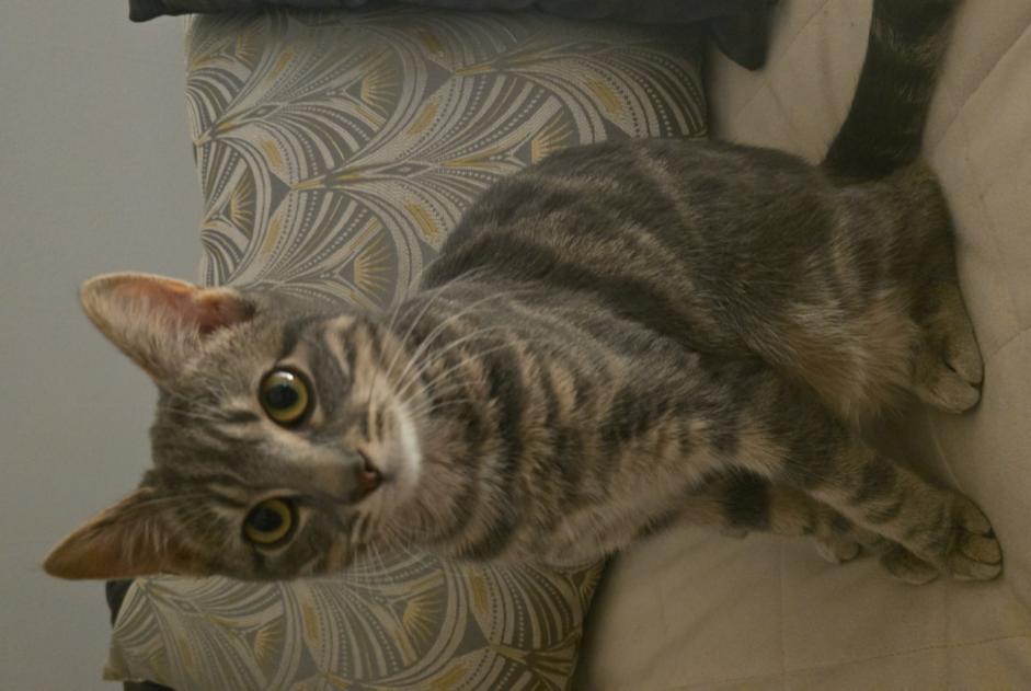 Disappearance alert Cat miscegenation  Female , 1 years Le Grand-Saconnex Switzerland