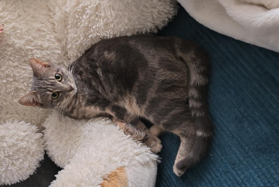 Disappearance alert Cat miscegenation  Female , 1 years Le Grand-Saconnex Switzerland