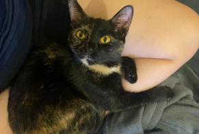 Disappearance alert Cat Female , 4 years Confignon Switzerland