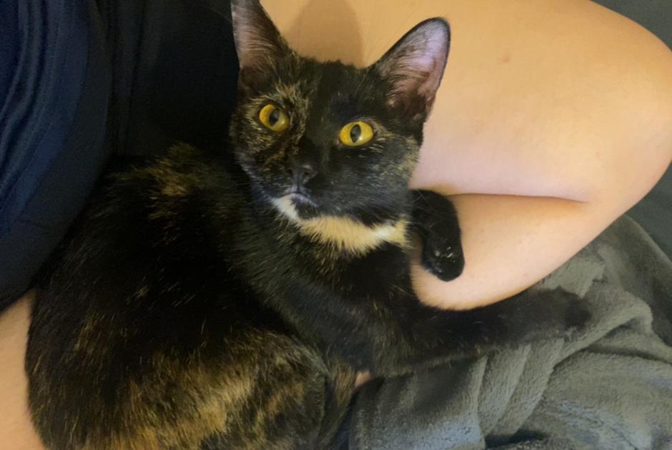 Disappearance alert Cat Female , 4 years Confignon Switzerland