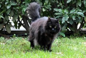 Disappearance alert Cat  Male , 15 years Meyrin Switzerland