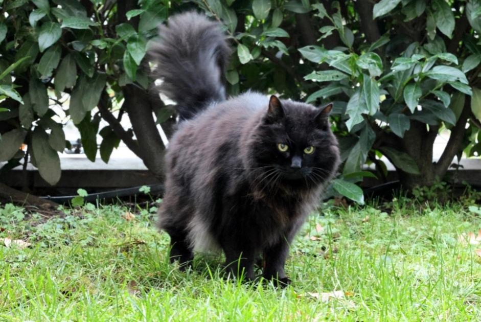 Disappearance alert Cat  Male , 15 years Meyrin Switzerland