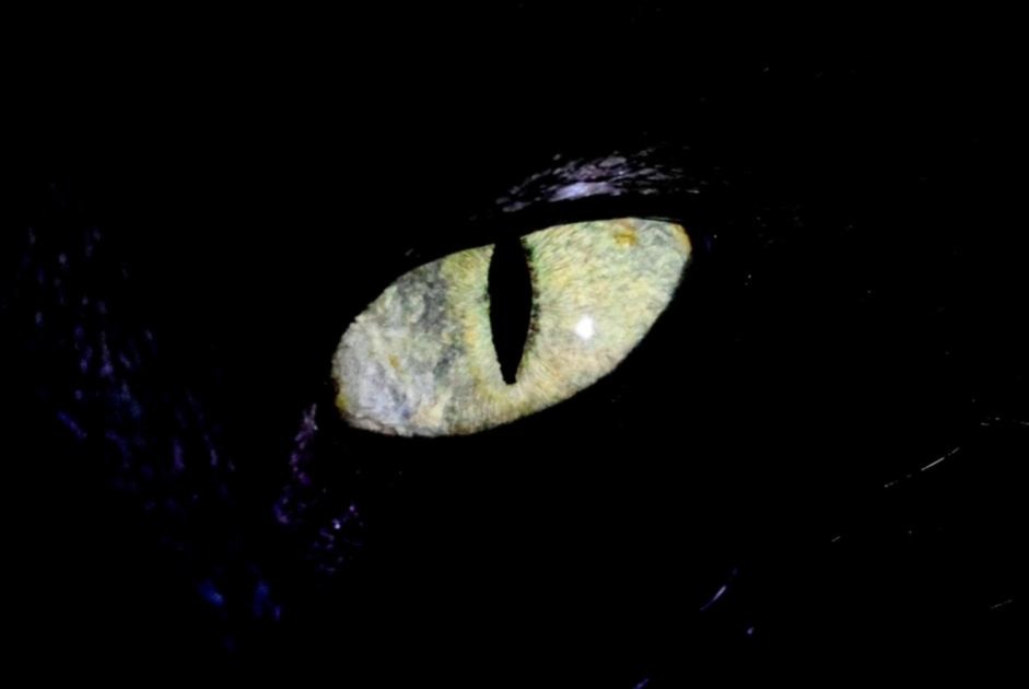 Disappearance alert Cat  Male , 15 years Meyrin Switzerland