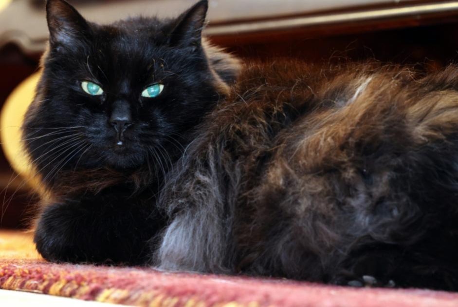 Disappearance alert Cat  Male , 15 years Meyrin Switzerland