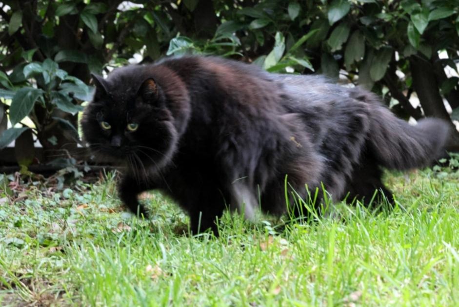 Disappearance alert Cat  Male , 15 years Meyrin Switzerland