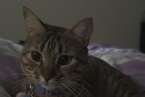 Disappearance alert Cat miscegenation  Female , 2 years Vernier Switzerland