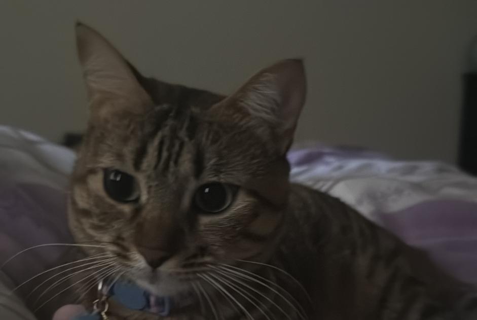 Disappearance alert Cat miscegenation  Female , 2 years Vernier Switzerland