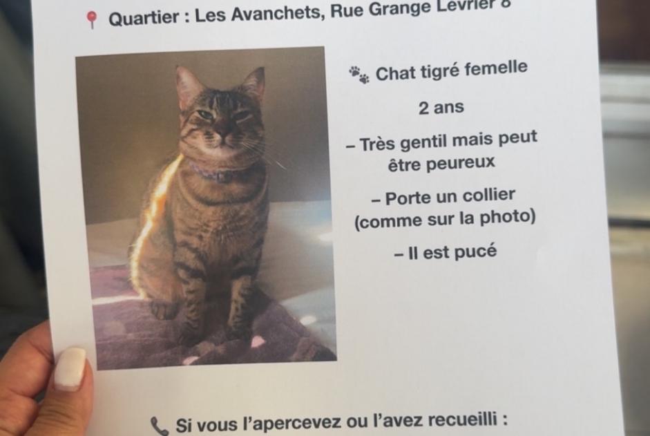 Disappearance alert Cat miscegenation  Female , 2 years Vernier Switzerland