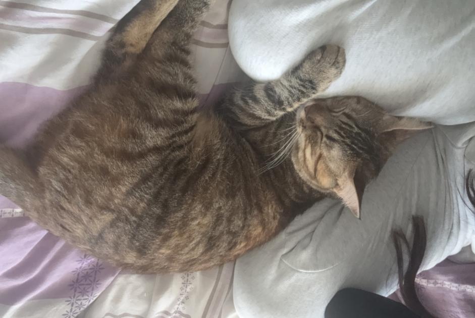 Disappearance alert Cat miscegenation  Female , 2 years Vernier Switzerland