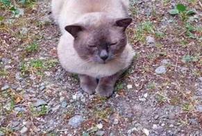 Discovery alert Cat miscegenation  Male , 3 years Roumaz (Savièse Switzerland