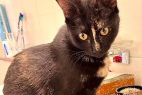 Disappearance alert Cat miscegenation  Female , 2 years Basel Switzerland