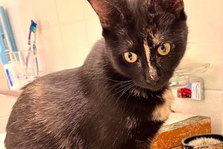 Disappearance alert Cat miscegenation  Female , 2 years Basel Switzerland