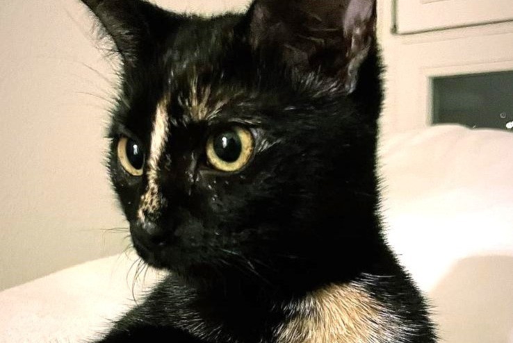 Disappearance alert Cat miscegenation  Female , 2 years Basel Switzerland