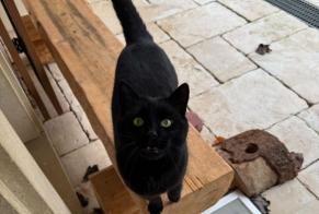 Disappearance alert Cat Male , 3 years Donneloye Switzerland