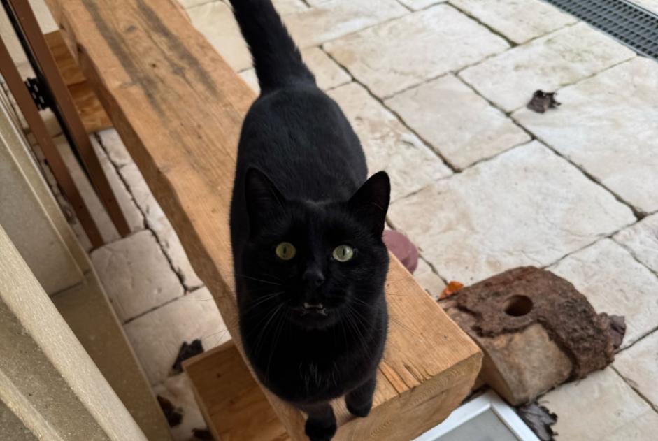 Disappearance alert Cat Male , 3 years Donneloye Switzerland