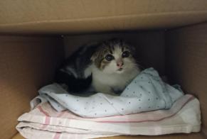 Discovery alert Cat Unknown Fribourg Switzerland