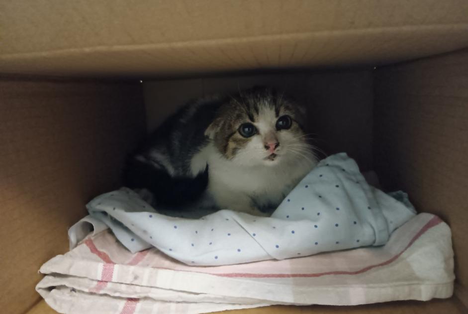 Discovery alert Cat Unknown Fribourg Switzerland