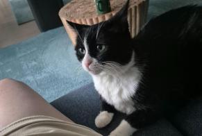 Disappearance alert Cat Female , 12 years Sion Switzerland