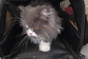 Discovery alert Cat miscegenation  Male Rochefort Switzerland