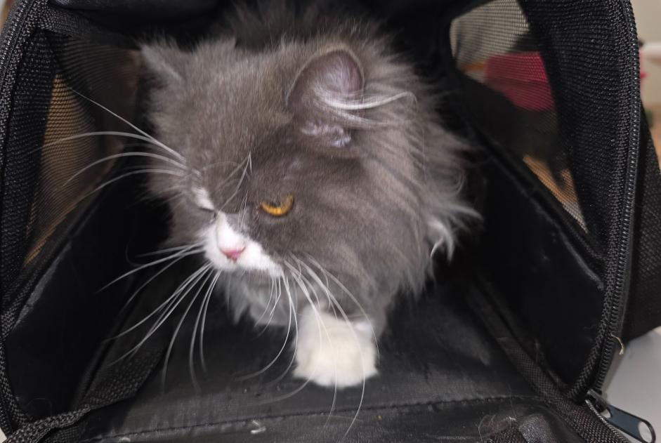 Discovery alert Cat miscegenation  Male Rochefort Switzerland