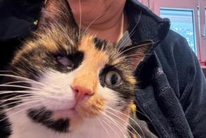 Disappearance alert Cat Female , 3 years Chêne-Bougeries Switzerland