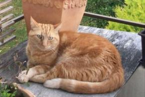 Disappearance alert Cat Male , 4 years Blonay - Saint-Légier Switzerland