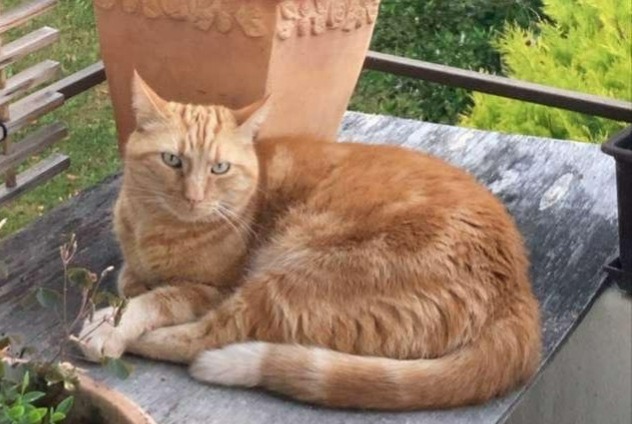 Disappearance alert Cat Male , 4 years Blonay - Saint-Légier Switzerland