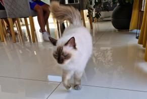 Discovery alert Cat Unknown Riaz Switzerland