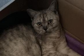 Disappearance alert Cat  Female , 1 years Sullens Switzerland