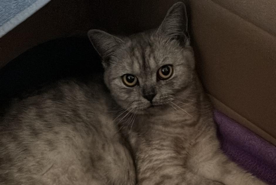 Disappearance alert Cat  Female , 1 years Sullens Switzerland