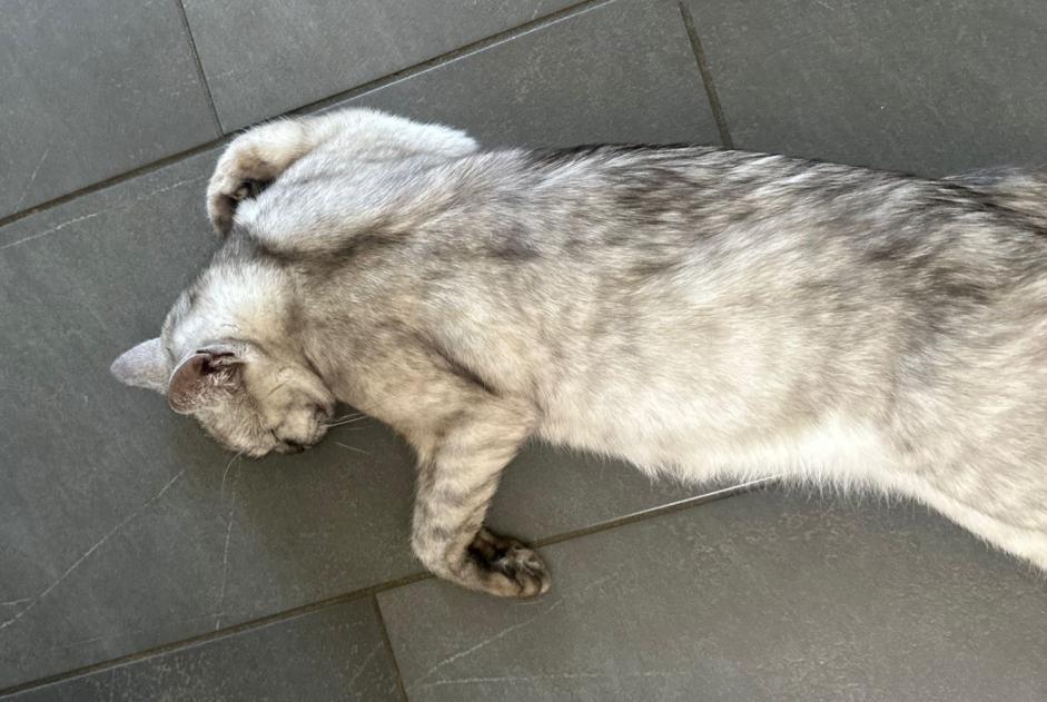 Disappearance alert Cat  Female , 1 years Sullens Switzerland