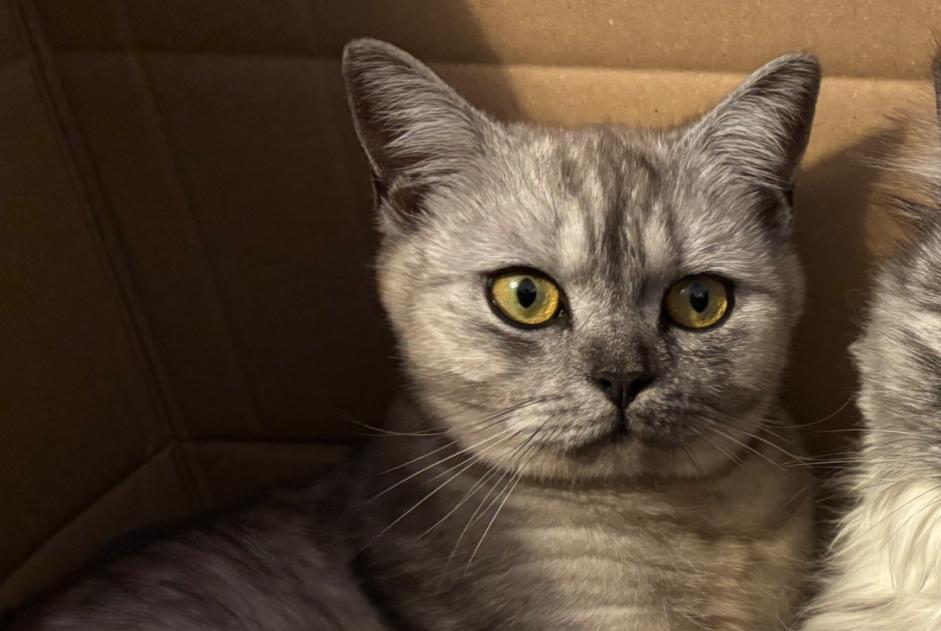 Disappearance alert Cat  Female , 1 years Sullens Switzerland