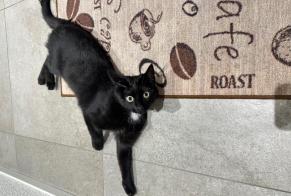 Discovery alert Cat Unknown Reconvilier Switzerland