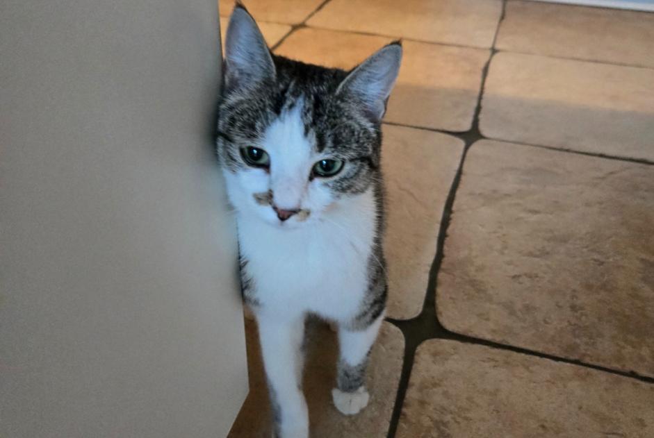 Disappearance alert Cat Female , 1 years Avusy Switzerland