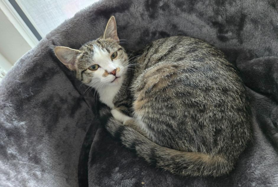 Disappearance alert Cat Female , 1 years Avusy Switzerland