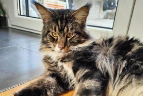 Disappearance alert Cat  Male , 4 years Bienne Switzerland