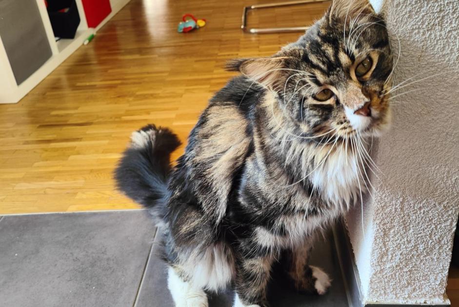 Disappearance alert Cat  Male , 4 years Bienne Switzerland