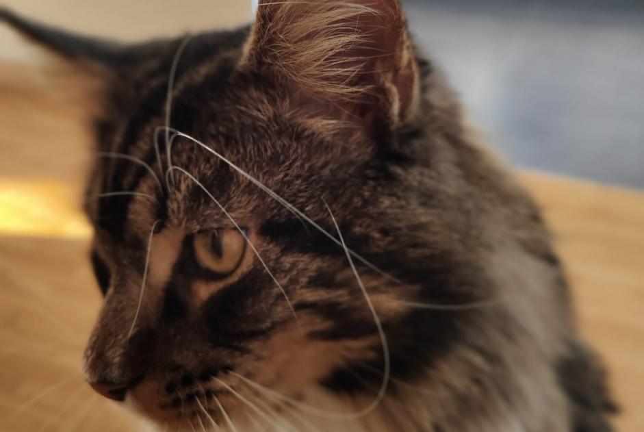 Disappearance alert Cat  Male , 4 years Bienne Switzerland