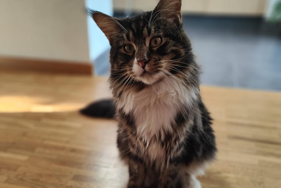 Disappearance alert Cat  Male , 4 years Bienne Switzerland