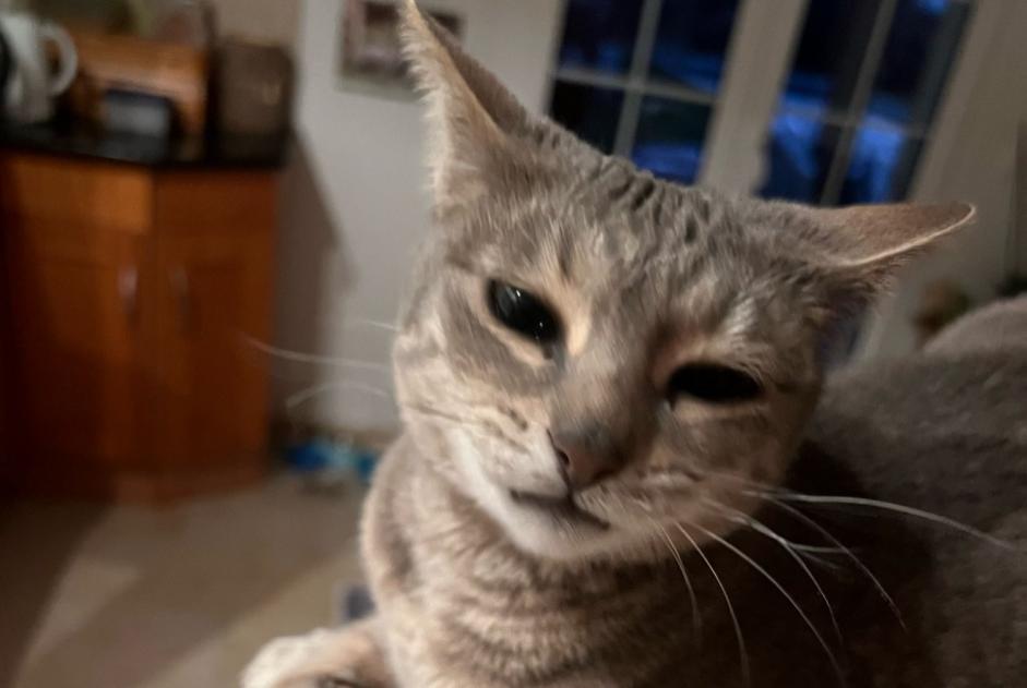 Disappearance alert Cat miscegenation  Female , 3 years Montilliez Switzerland
