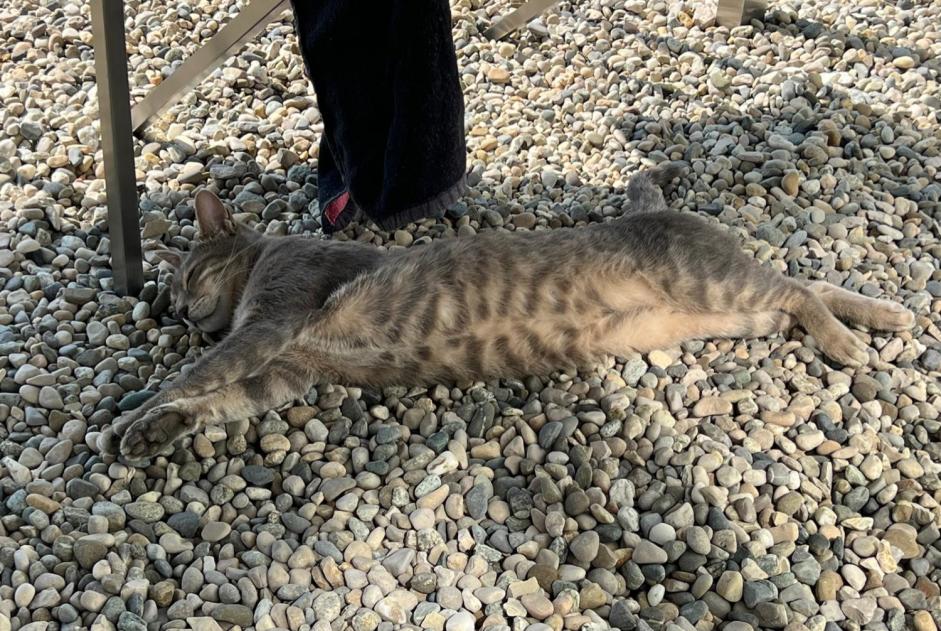 Disappearance alert Cat miscegenation  Female , 3 years Montilliez Switzerland
