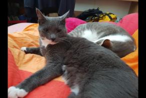 Disappearance alert Cat Male , 9 years Puidoux Switzerland