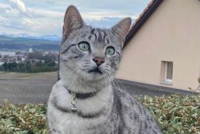 Disappearance alert Cat  Male , 62 years Grandson Switzerland